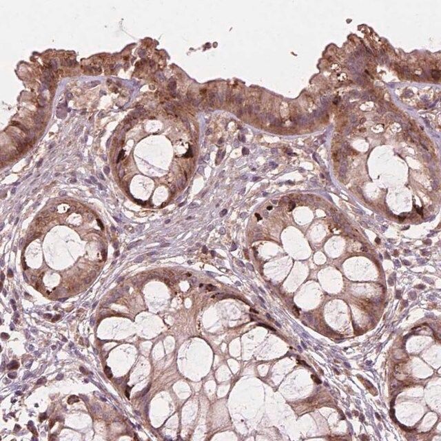 Anti-FNIP1 antibody produced in rabbit