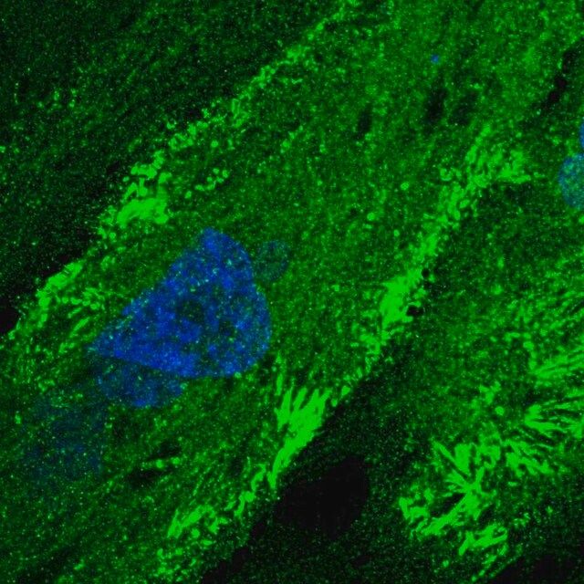 Anti-FMN2 antibody produced in rabbit