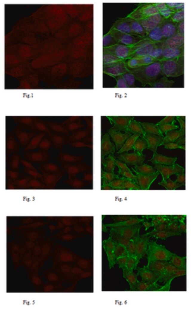 Anti-FANCM Antibody, clone CV5.1