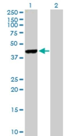 Anti-FBXO4 antibody produced in mouse