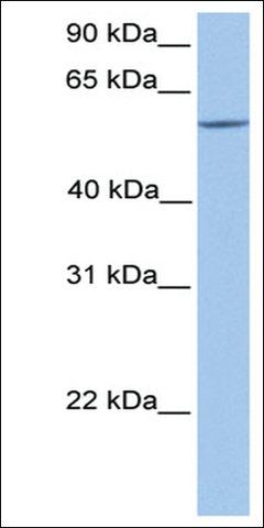 Anti-ERF antibody produced in rabbit