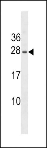 Anti-Erythropoietin antibody produced in rabbit