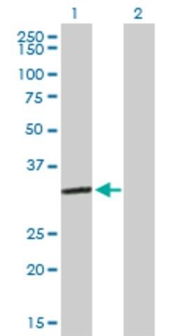 Anti-ESD antibody produced in mouse