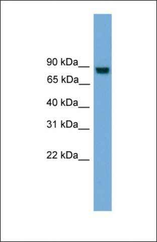 Anti-EXOC8, (N-terminal) antibody produced in rabbit