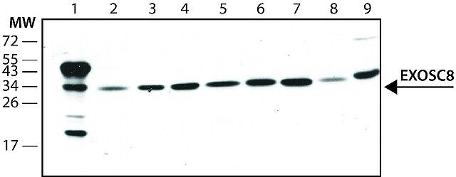 Anti-EXOSC8 (N-terminal) antibody produced in rabbit