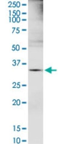 Anti-EXTL2 antibody produced in rabbit