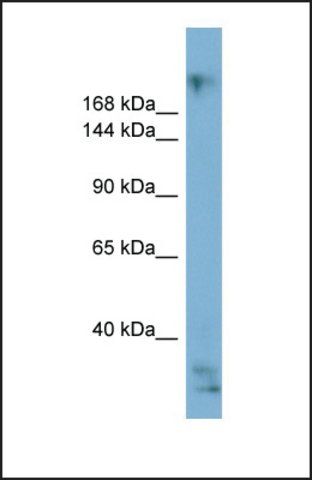 Anti-EXPH5 antibody produced in rabbit