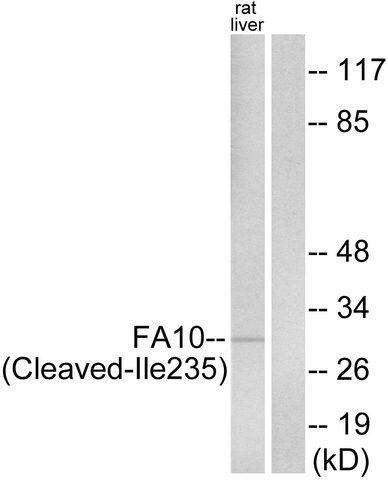 Anti-FA10 (activated heavy chain, Cleaved-Ile<sup>235</sup>) antibody produced in rabbit