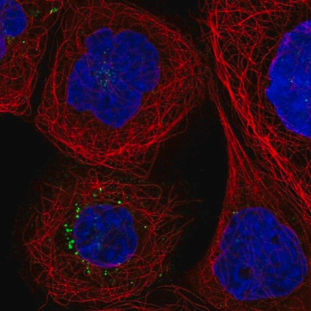 Anti-F3 antibody produced in rabbit