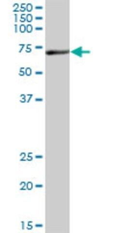 Anti-EZR antibody produced in mouse