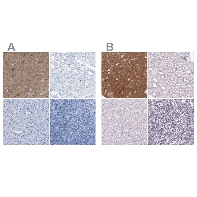 Anti-FAIM2 antibody produced in rabbit