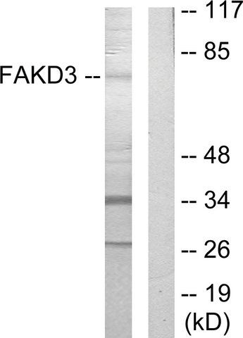 Anti-FAKD3 antibody produced in rabbit