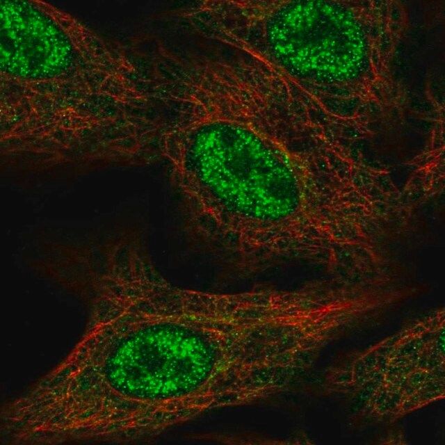 Anti-FAM96A antibody produced in rabbit