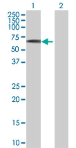 Anti-EFS antibody produced in mouse