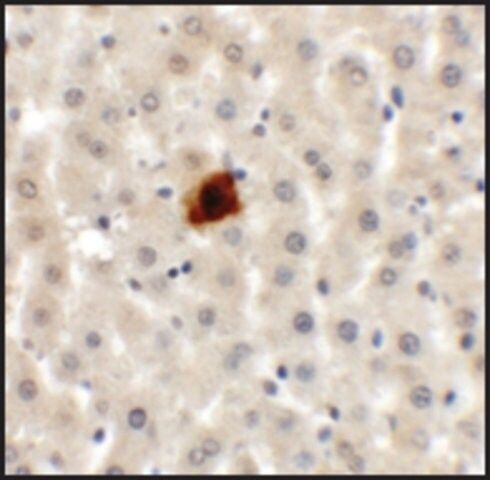 Anti-EI24 antibody produced in rabbit