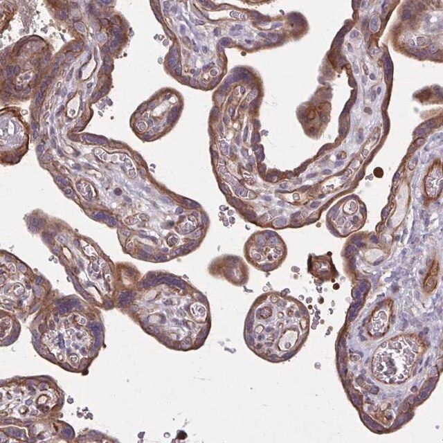 Anti-EID2B antibody produced in rabbit