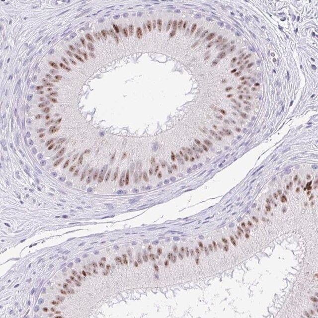 Anti-EID3 antibody produced in rabbit