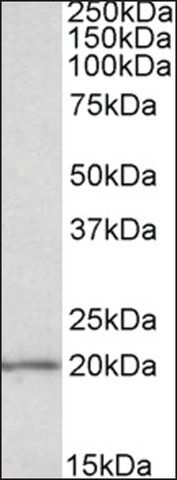 Anti-EIF5A antibody produced in goat