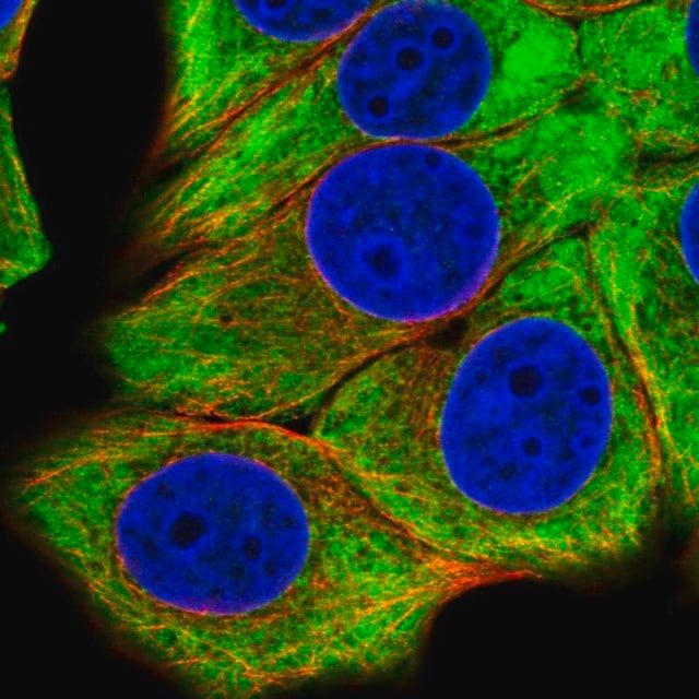 Anti-EIF4B antibody produced in rabbit