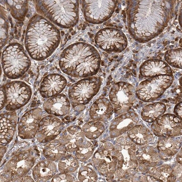 Anti-EIF3C antibody produced in rabbit