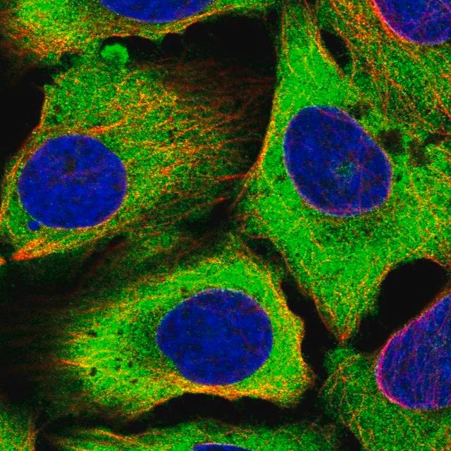 Anti-EIF5B antibody produced in rabbit