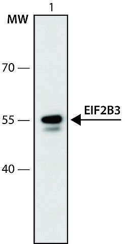 Anti-EIF2B3 (426-440) antibody produced in rabbit