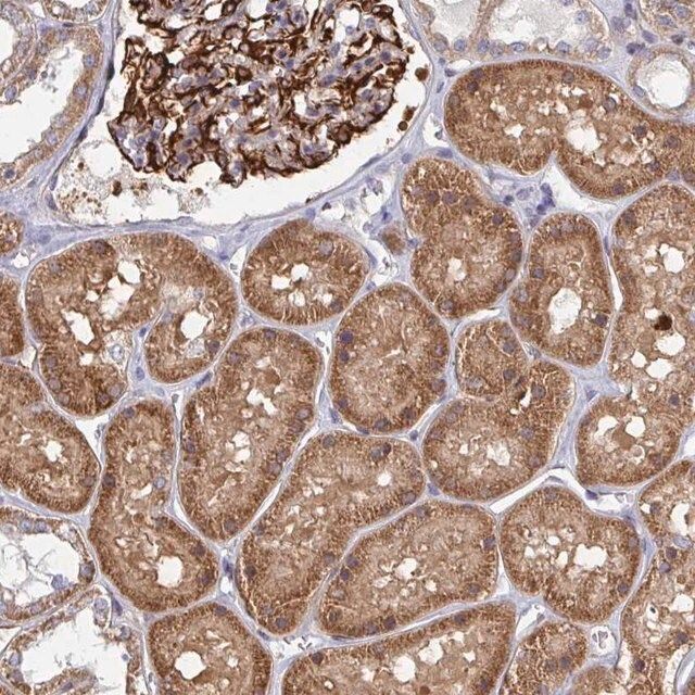 Anti-EIF1AD antibody produced in rabbit