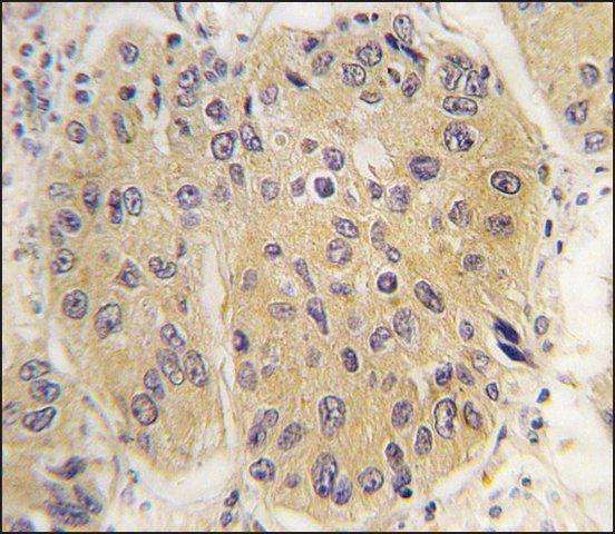 Anti-EIF4A1 (N-term) antibody produced in rabbit