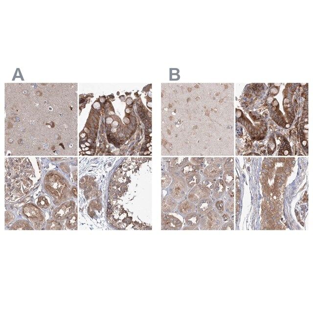 Anti-EIF3A antibody produced in rabbit