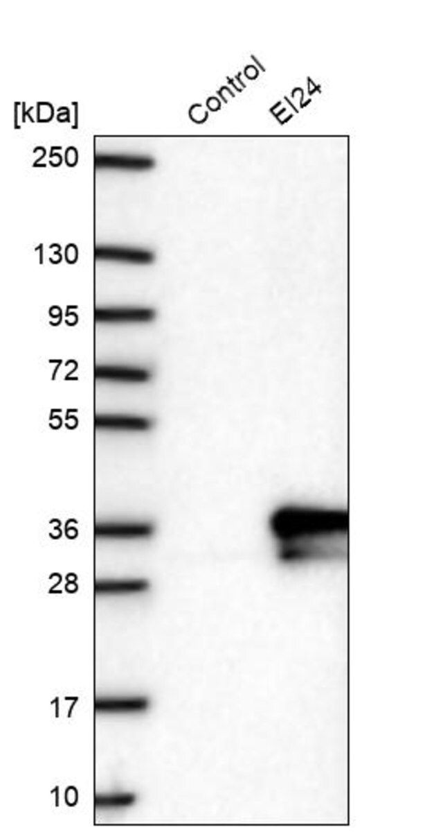 Anti-EI24 antibody produced in rabbit