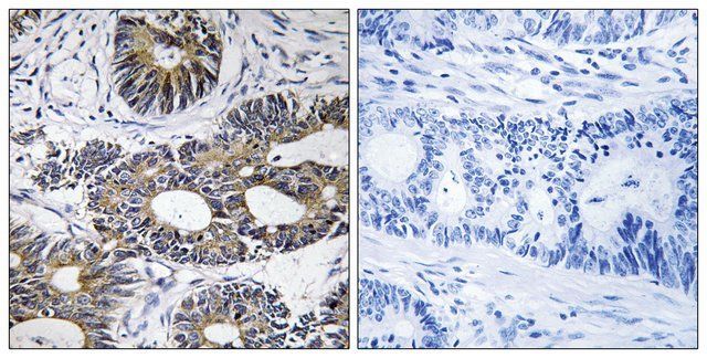 Anti-EIF1AY antibody produced in rabbit