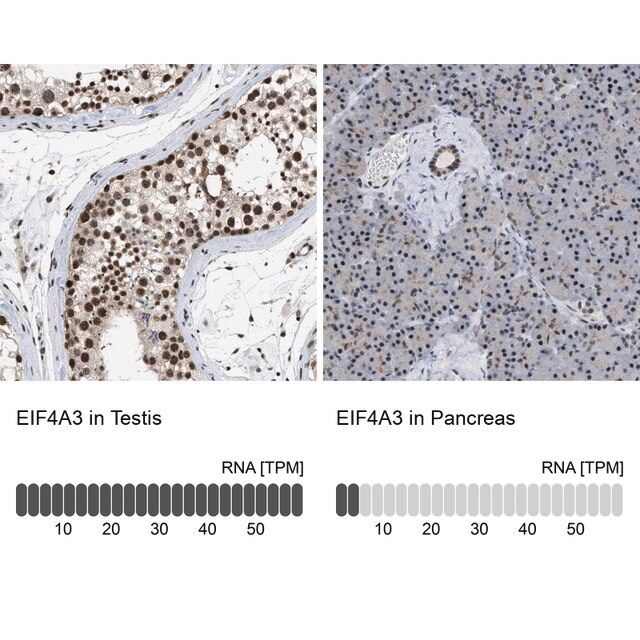 Anti-EIF4A3 antibody produced in rabbit