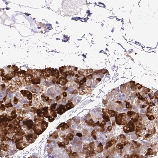 Anti-EIF5A antibody produced in rabbit