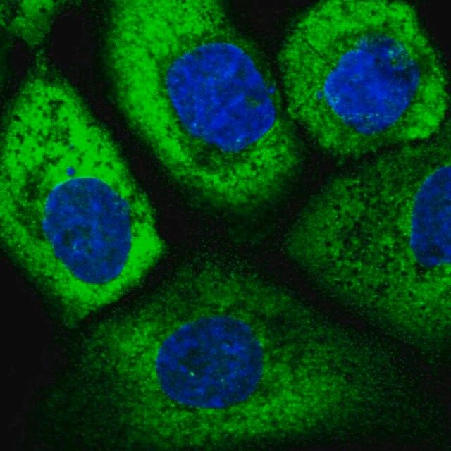 Anti-EIF3D antibody produced in rabbit