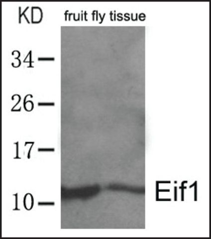 Anti-EIF1 antibody produced in rabbit