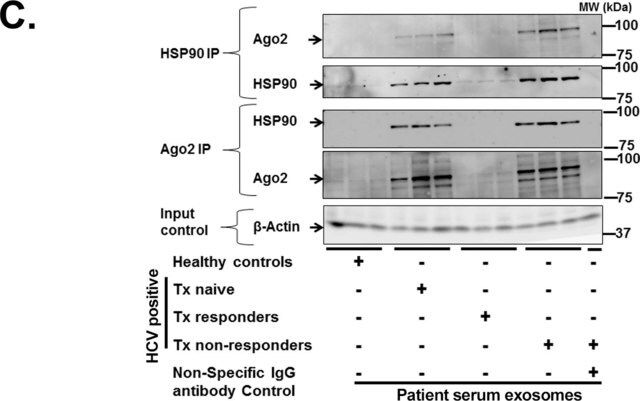 Anti-EIF2C2/Ago2 antibody produced in rabbit