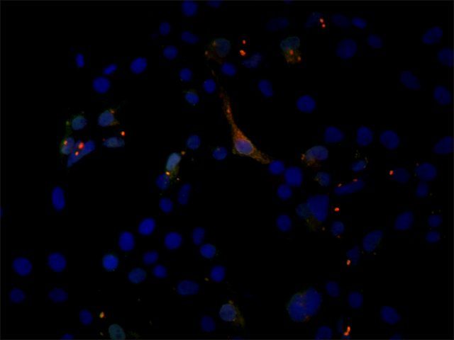 Anti-EIF2C1/Ago1 (N-terminal) antibody produced in rabbit