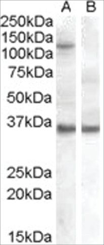 Anti-EIF2C1 antibody produced in goat