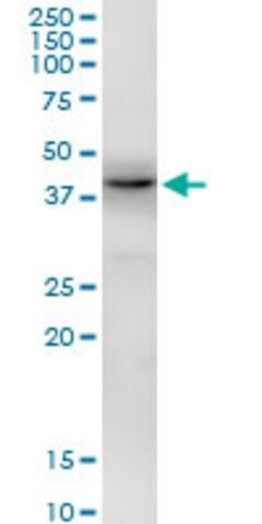 Anti-EIF2B2 antibody produced in mouse