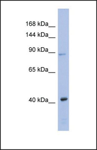 Anti-EIF2C3, (N-terminal) antibody produced in rabbit