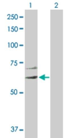 Anti-EIF2C3 antibody produced in rabbit