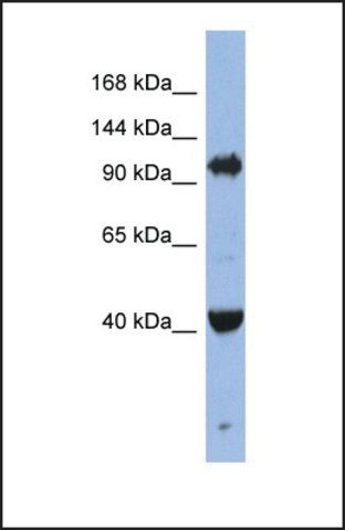 Anti-EIF2C4 antibody produced in rabbit