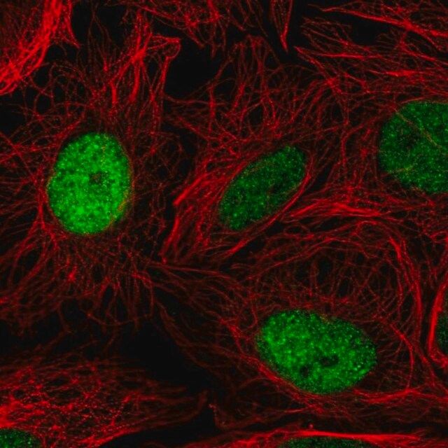 Anti-ELL2 antibody produced in rabbit