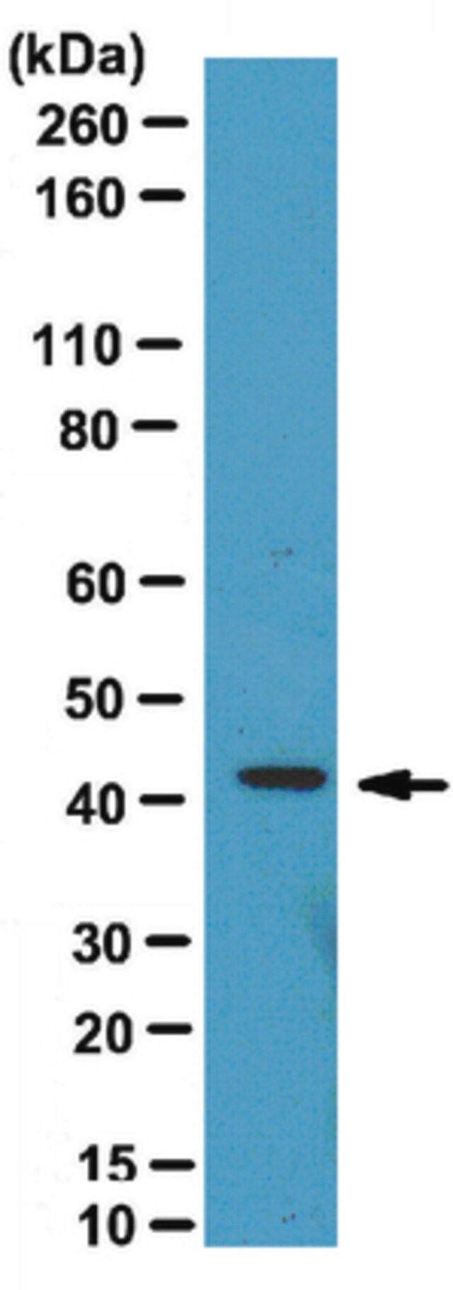 Anti-Endophilin-A1 Antibody