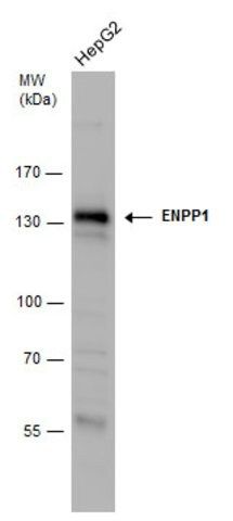 Anti-ENPP1 antibody produced in rabbit