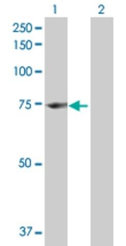 Anti-ENOX1 antibody produced in mouse