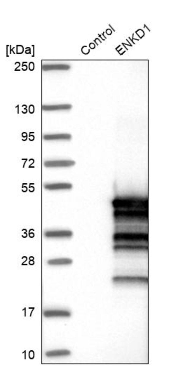 Anti-ENKD1 antibody produced in rabbit