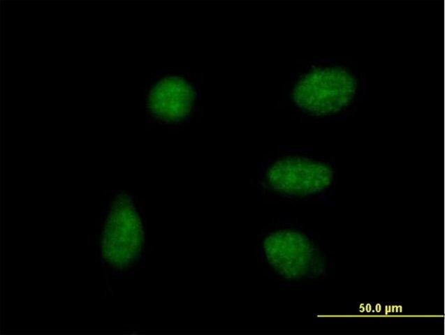 Anti-DPPA4 antibody produced in mouse