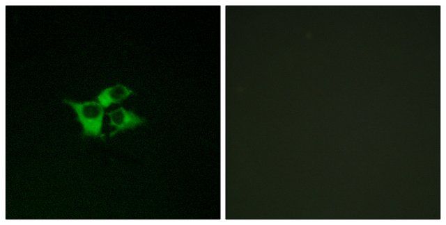 Anti-EDNRA antibody produced in rabbit