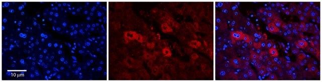 Anti-EEA1 antibody produced in rabbit